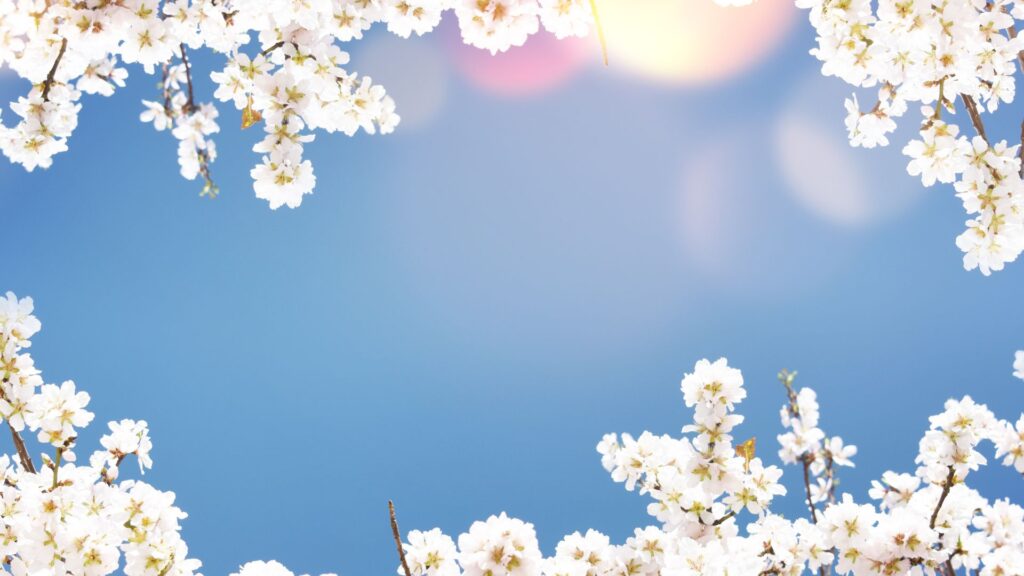青空に映える満開の桜と春の光｜イエベ春の柔らかさと明るさを象徴する背景