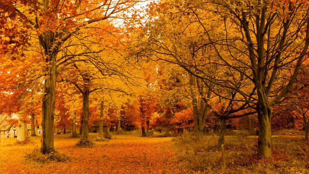 紅葉に包まれた秋の森の風景、イエベ秋タイプに似合う色の象徴的イメージ