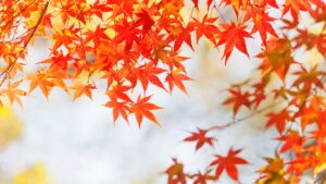 鮮やかな赤やオレンジに色づいた紅葉の葉が並ぶ秋の風景。イエベ秋の肌に映える色のイメージにぴったりな自然美。