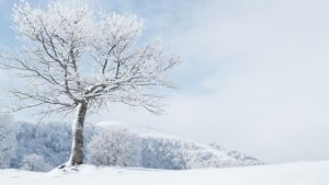 雪化粧した一本木と白銀の山｜ブルベ冬タイプの透明感とシャープな魅力を象徴する冬景色
