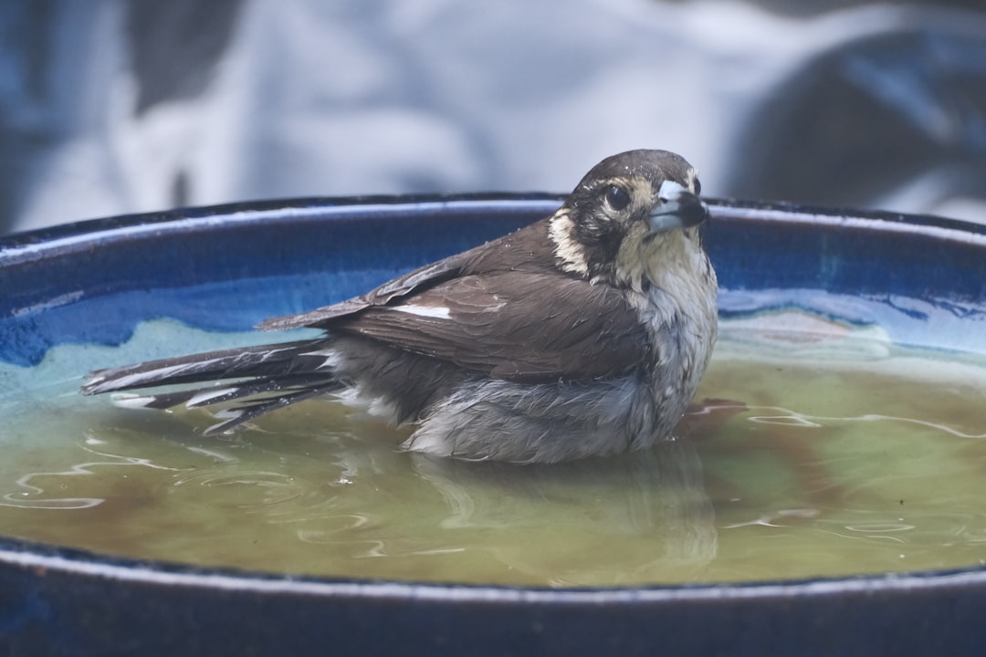 骨格ナチュラル 水着 似合うを紹介する画像 | 体型